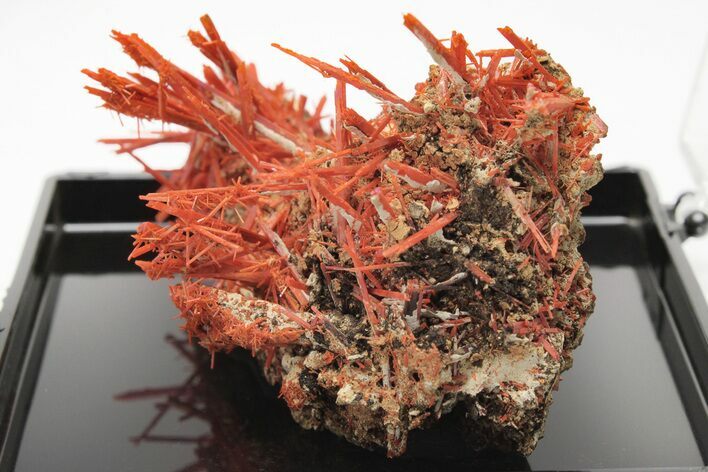 Bright Orange Crocoite Crystal Cluster - Tasmania #206921